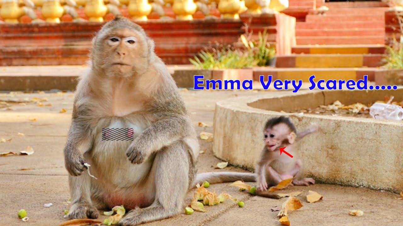 What...? Mommy Wait me - Small Cute Girl Emma Monkey Quickly Runs To Mom Worrying Leaving Her Alone