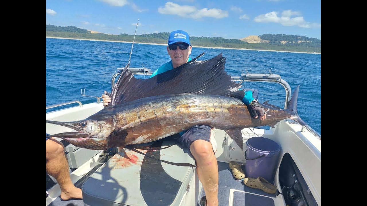 Sailfish fishing St  Lucia from Seacat 565 fc