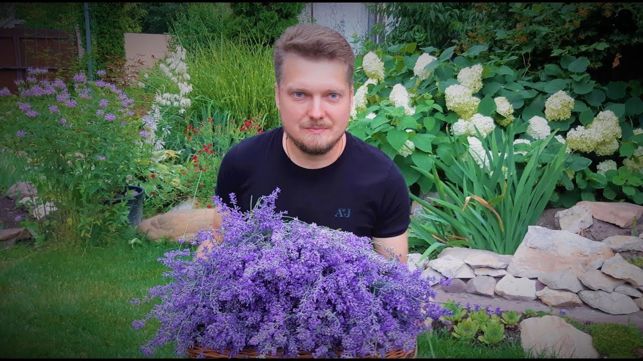 ЛАВАНДА. РАЗМНОЖЕНИЕ. ХОРОШИЙ СПОСОБ