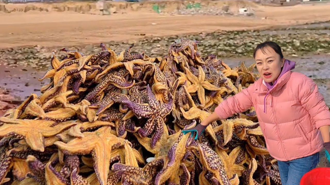 【ENG SUB】小章赶海，排水管海星泛滥，旁边还有几只大龙虾！钳子比手腕还粗！