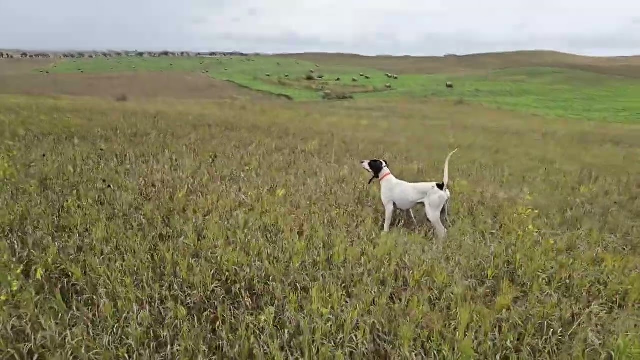 RU CH GROUSE TRAILS BLACK KNIGHT FOR STUD