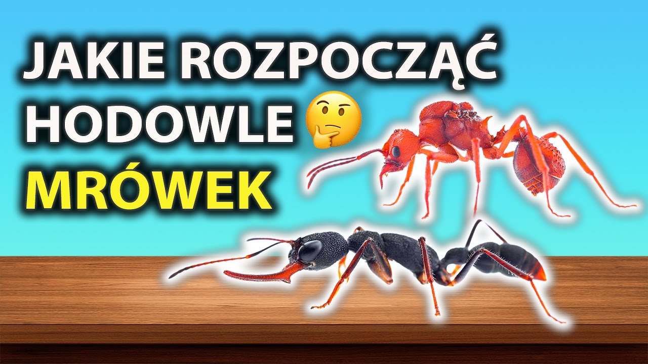 JAK ZACZĄĆ HODOWLĘ MRÓWEK 🤔