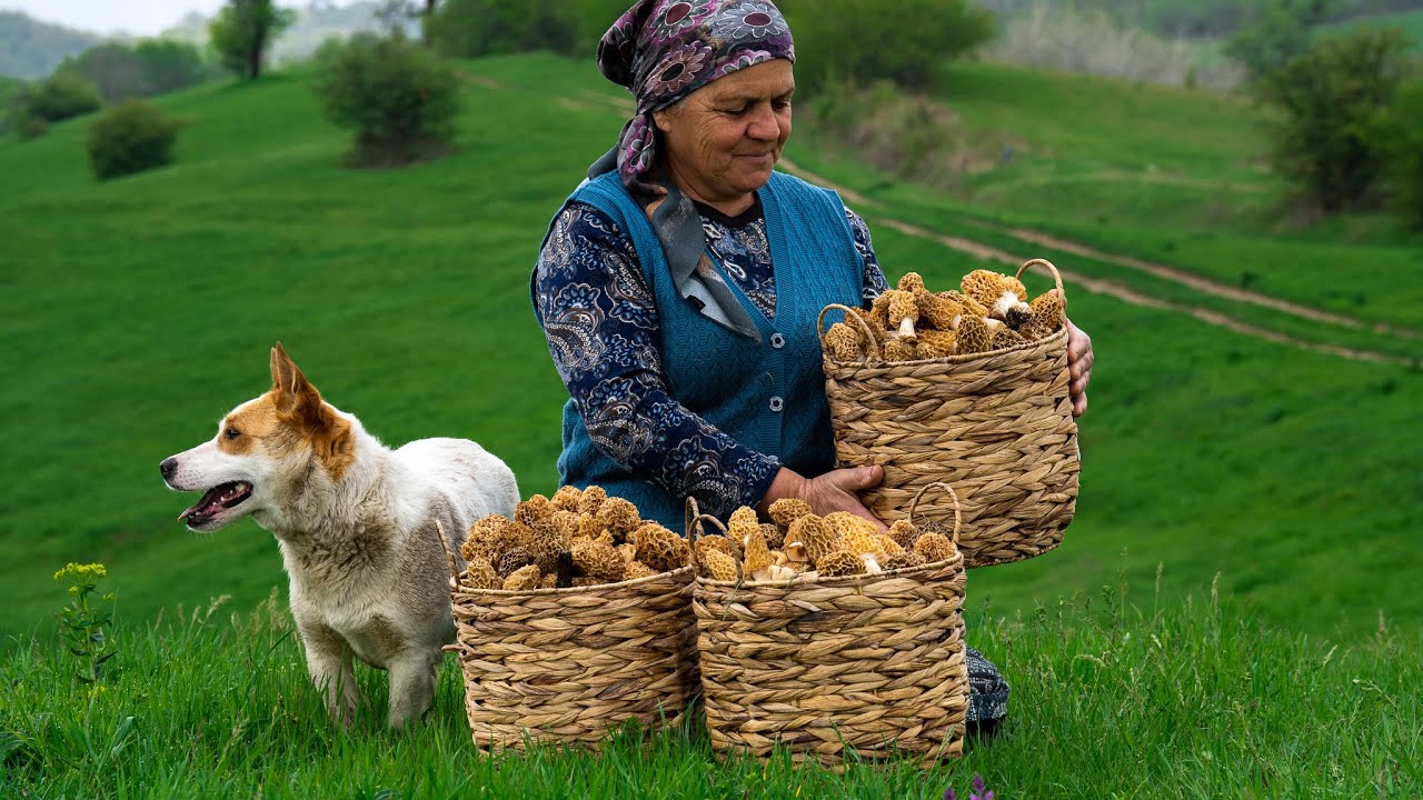 Сморчки - Сбор и Приготовление