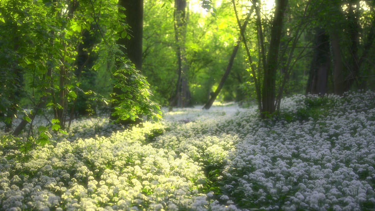 4K - Blossoming Trees and Vibrant Blooms - Relaxing Nature Sounds