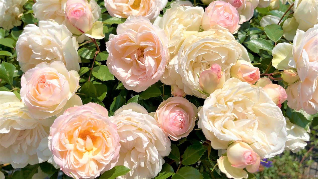 【4K】遅咲きのバラも咲き始めました♪ 京成バラ園 2023年5月11日 Keisei Rose Garden