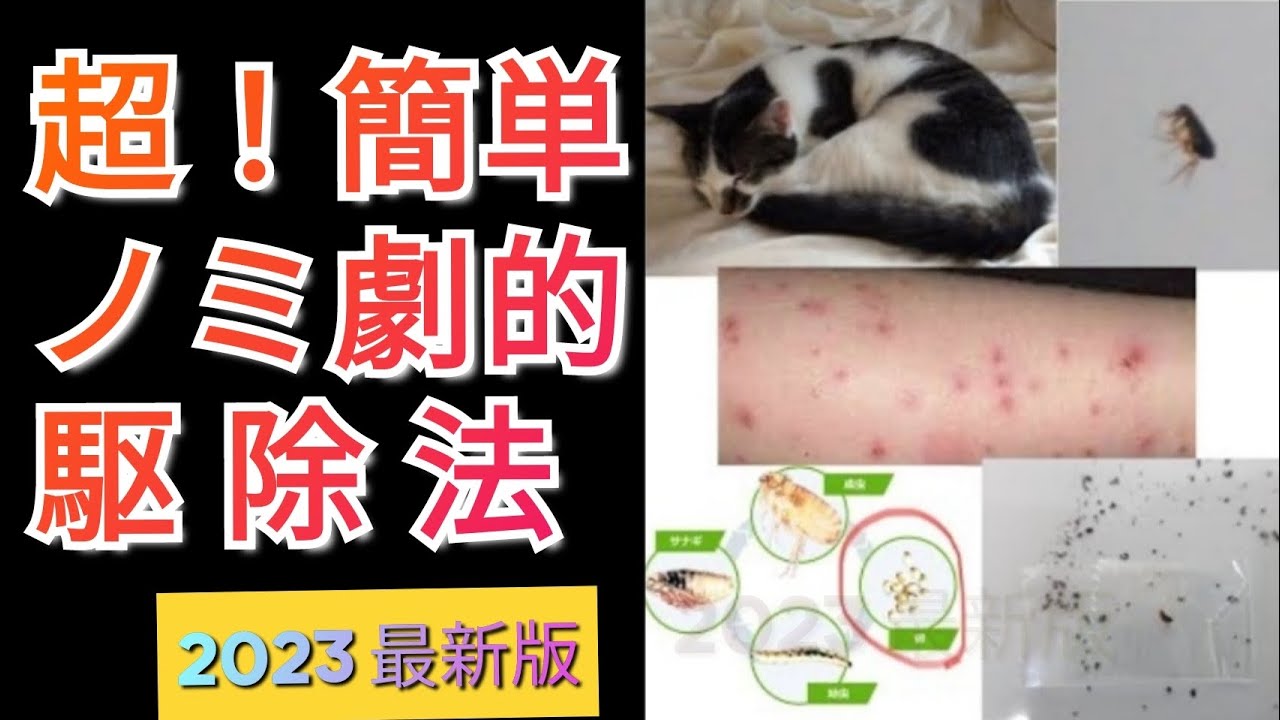 超！簡単！ノミの劇的な駆除方法！最新版！