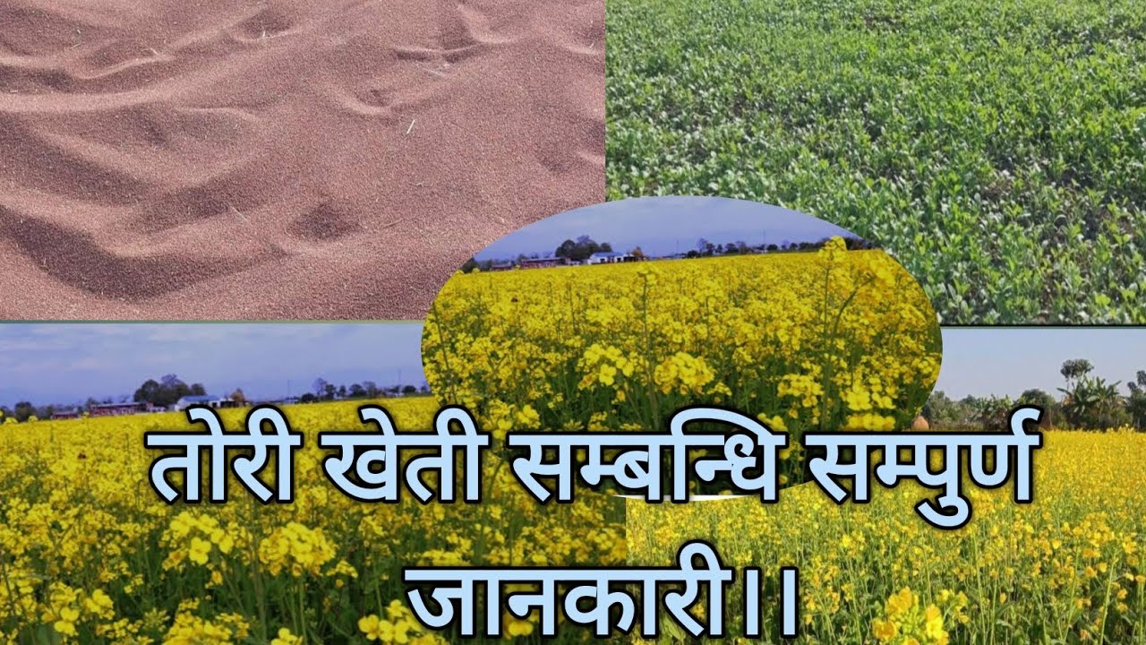 तोरी खेती सम्बन्धि प्राबिधिक कुराहरु सहितको भिडियो।।तोरी राम्रो उत्पादन गर्ने सम्बन्धि जानकारी ।।