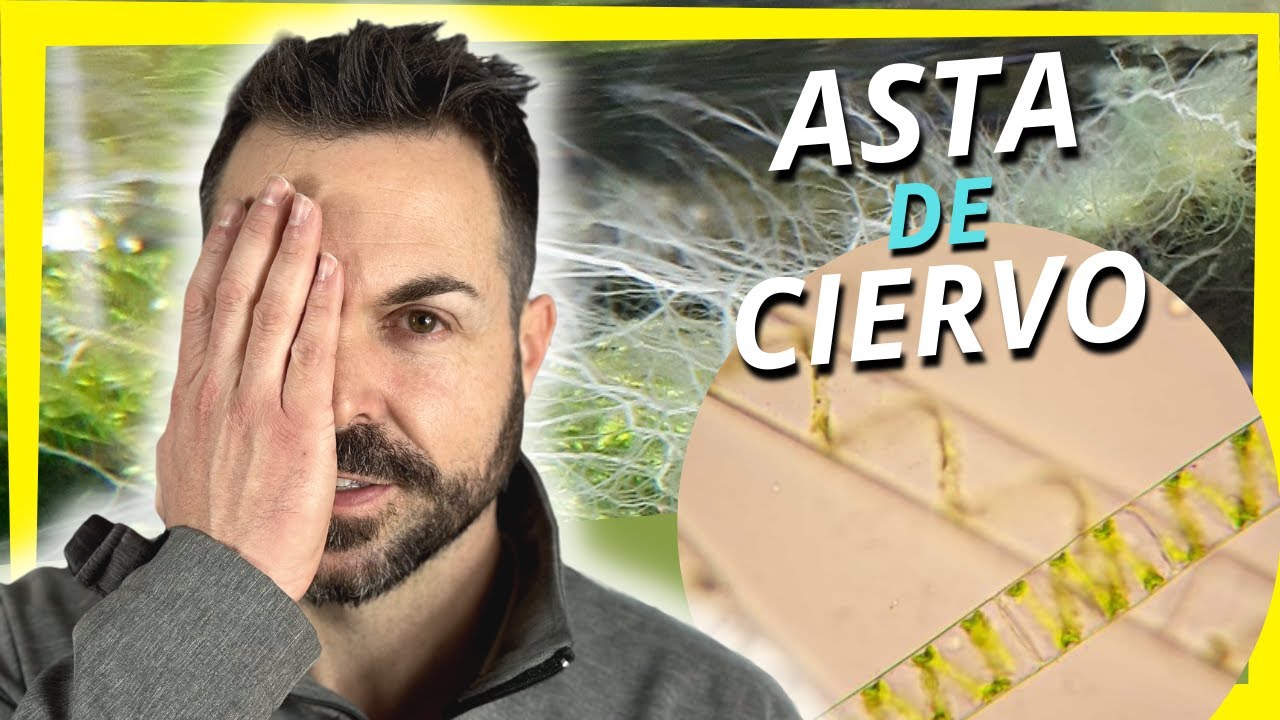 Alga por alga | Cuerno de ciervo en el acuario plantado
