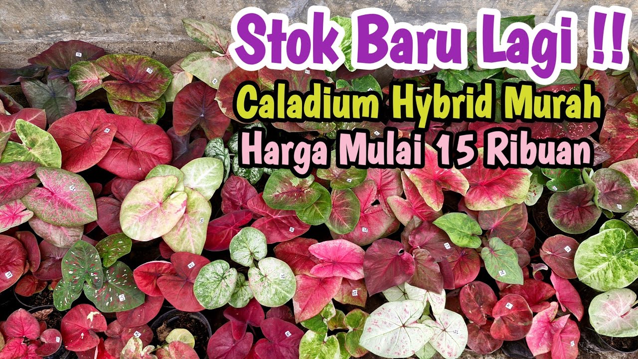 Stok Baru Lagi || Caladium Hybrid Part#610