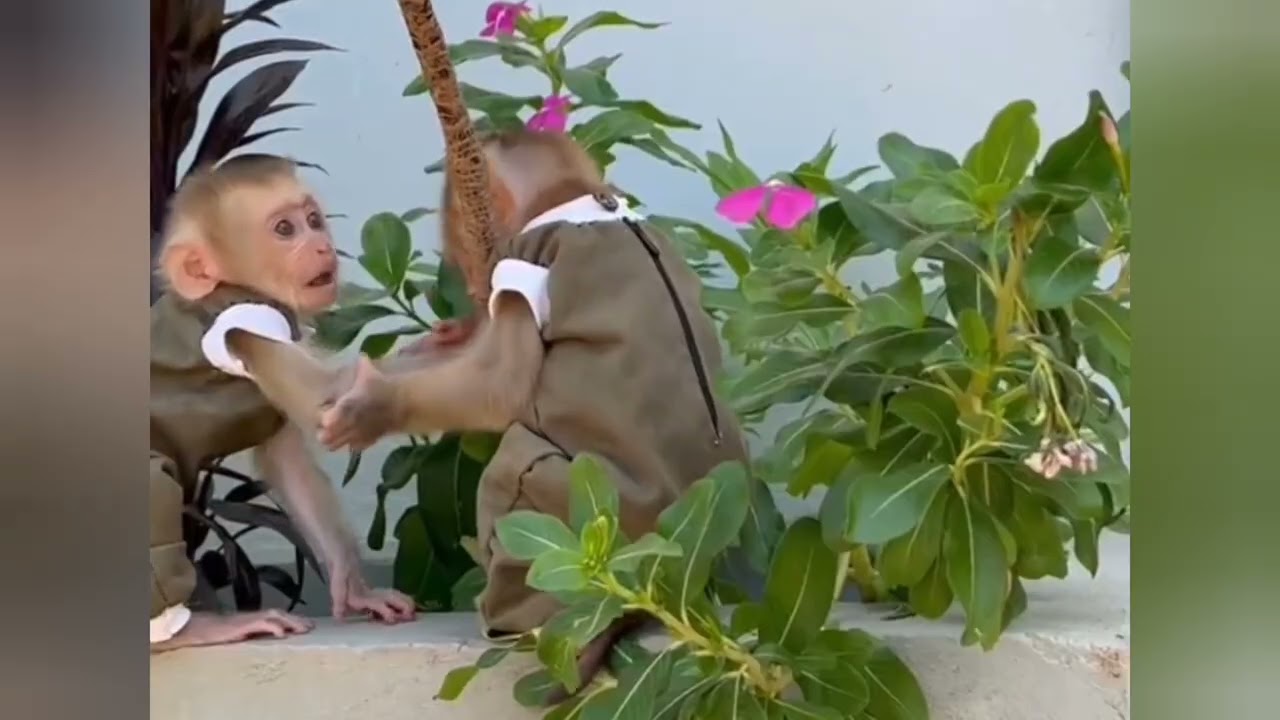 my Goodness Donald exercising#dance #babymonkey#cat #animals #funnypets 