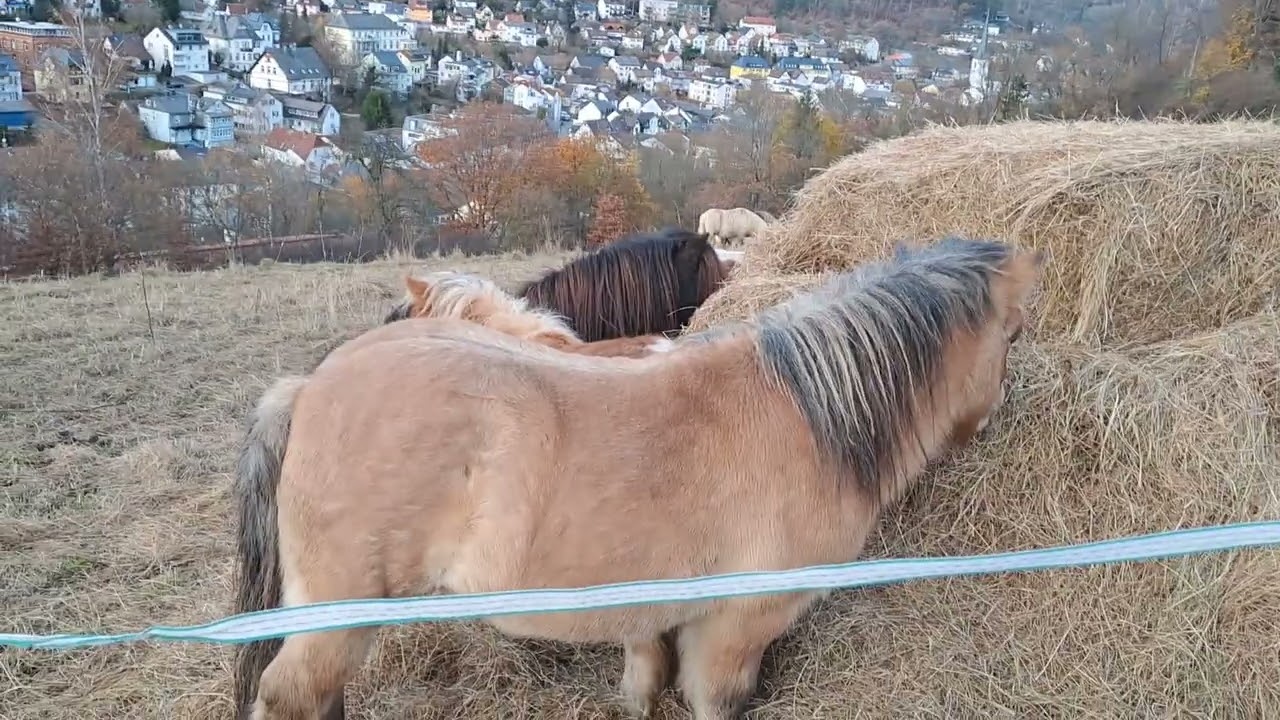 Ponys