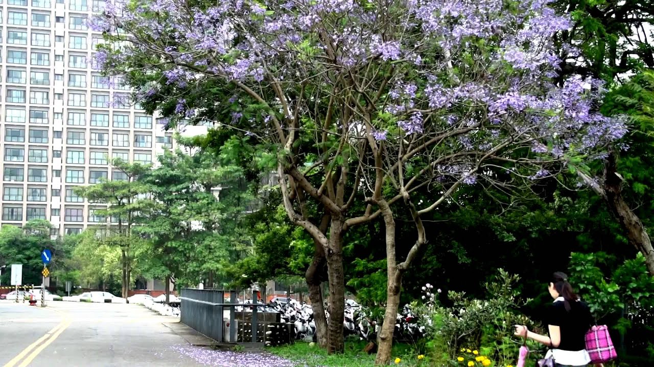 校園會開花的樹