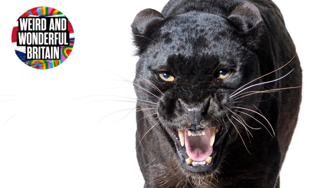 Big Cats Caught on Camera in the UK