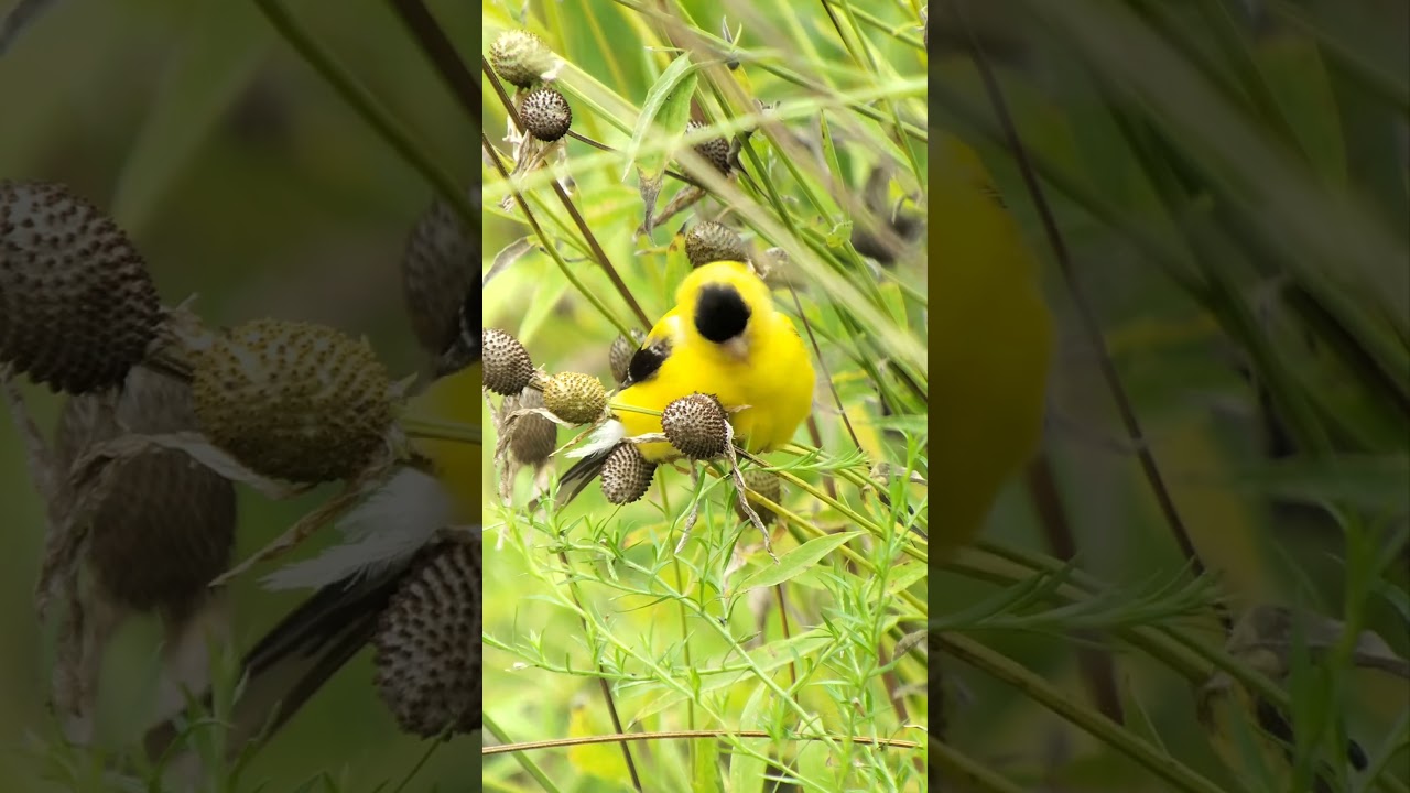 August, 2025. American Goldfinch; . Easy day to bird in the gardens. 