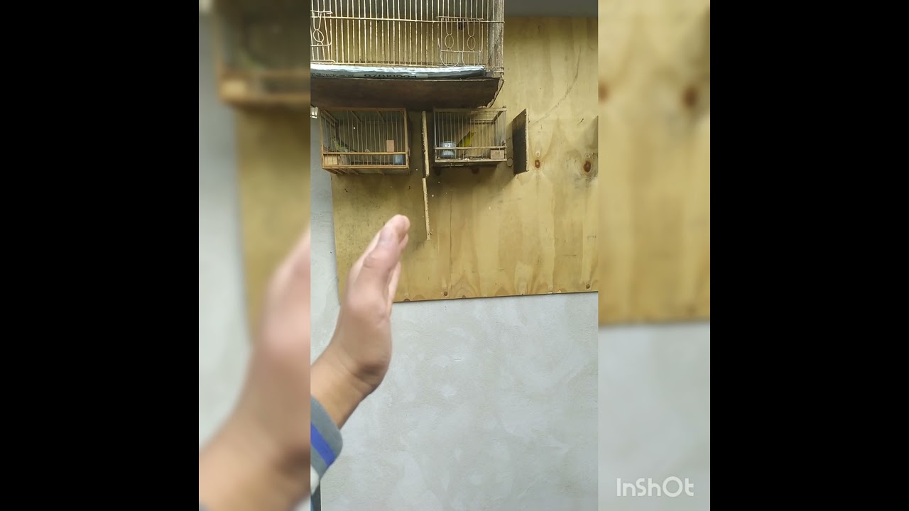 cómo hacer cantar un pájaro mi manera