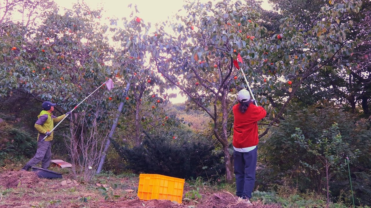 Первый лед уже замерз, и горная жизнь полна еды~!!