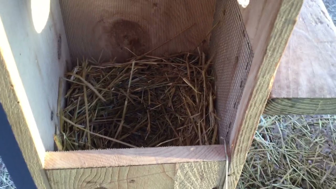 Nest boxes update in the aviary.