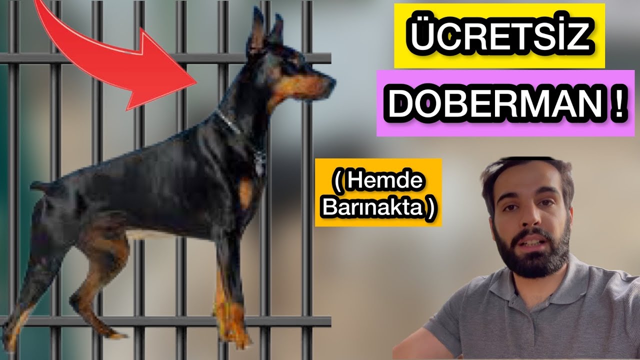 Ücretsiz DOBERMAN ALMAK ? Değerli Köpekler!