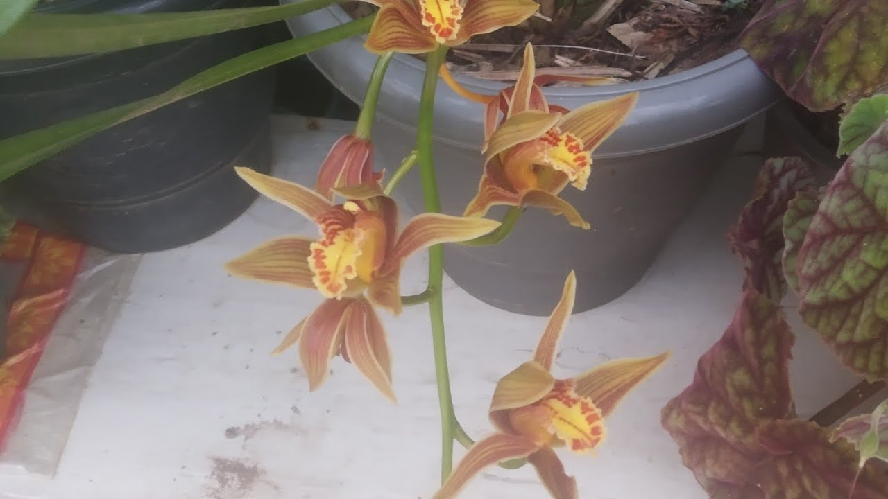 Kamnu u thung orchid I was em ha Maghalaya