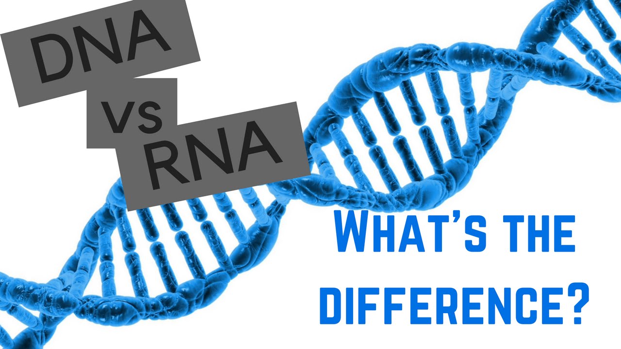 DNA vs RNA - 5 Differences Between DNA and RNA