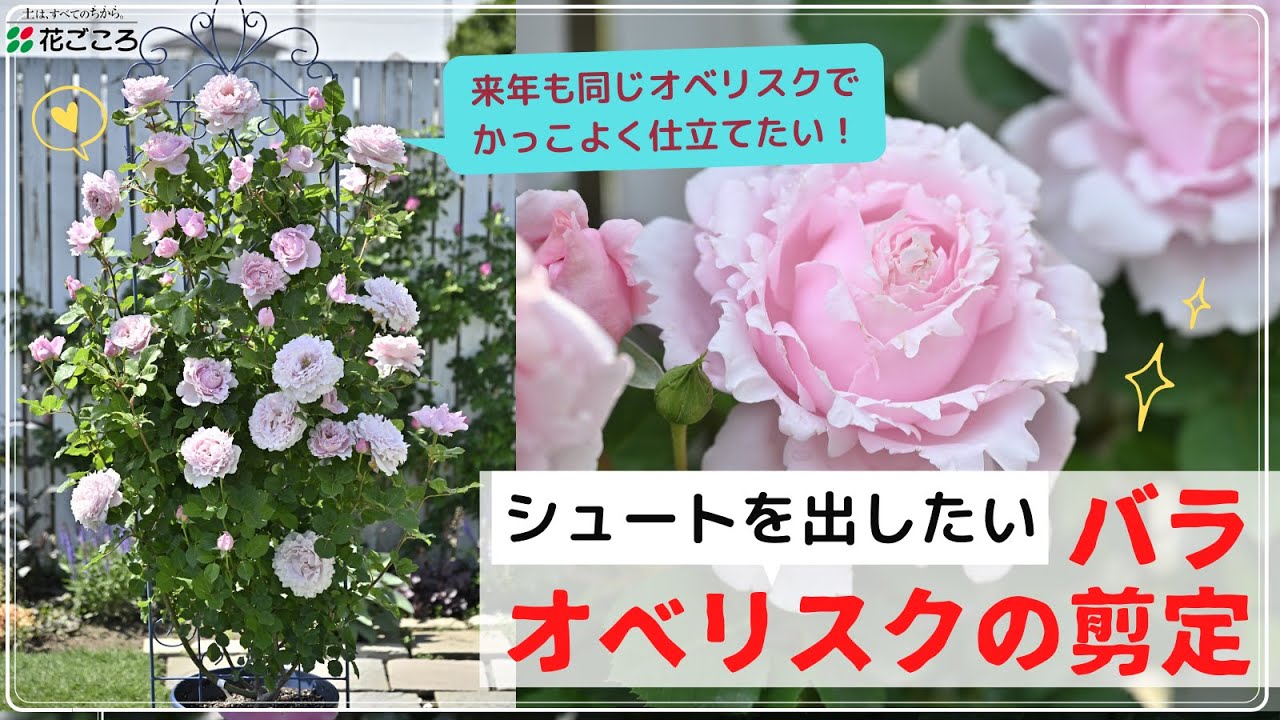シュートを出したいオベリスク仕立ての剪定【バラ】