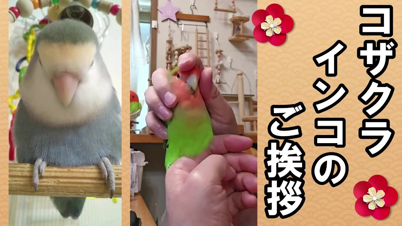 【今年のご挨拶とお願い事】#コザクラインコ#インコ#lovebirds