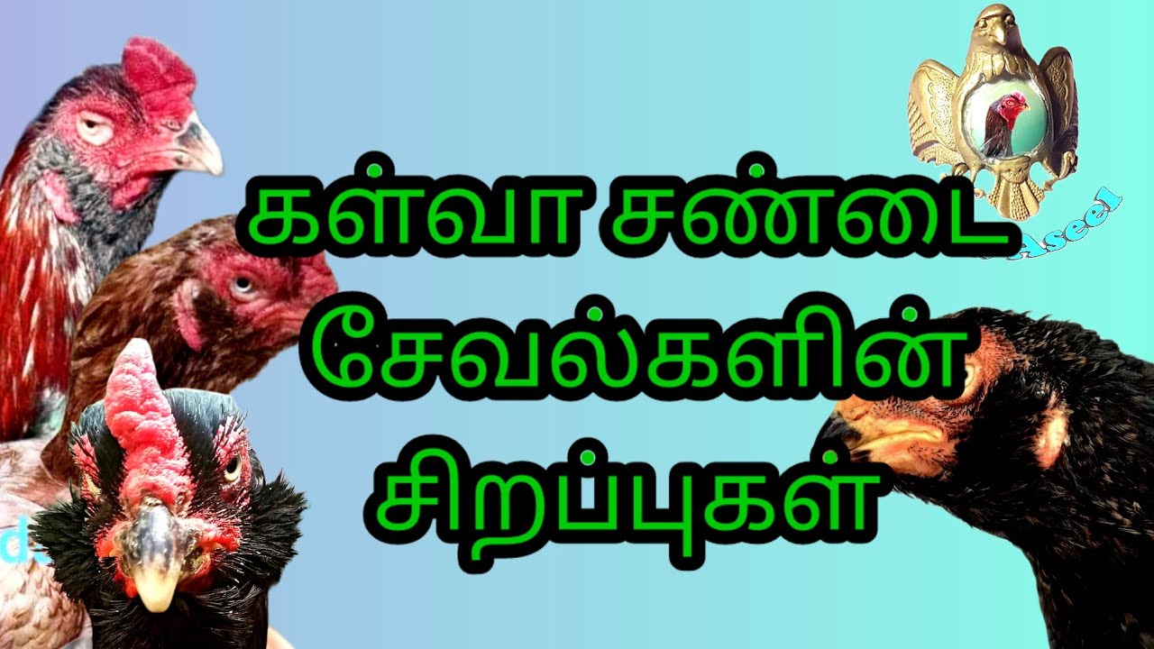 🫂galwasavalகூவத்தாடிவெப்போர்சேவல்கள்சிறந்தசேவல்கள்🥰