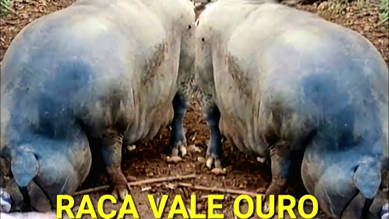 PORCO CARUNCHO RAÇA ANTIGA VALE OURO EM EXTINÇÃO