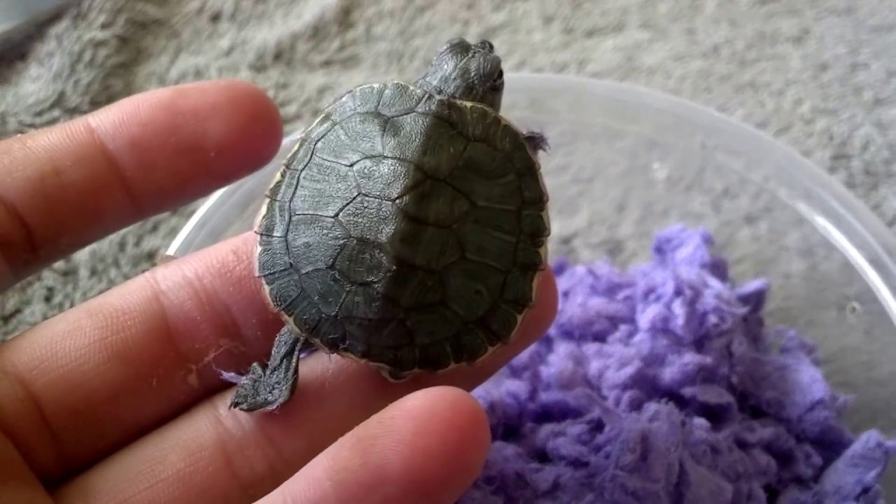 Turtle unboxing