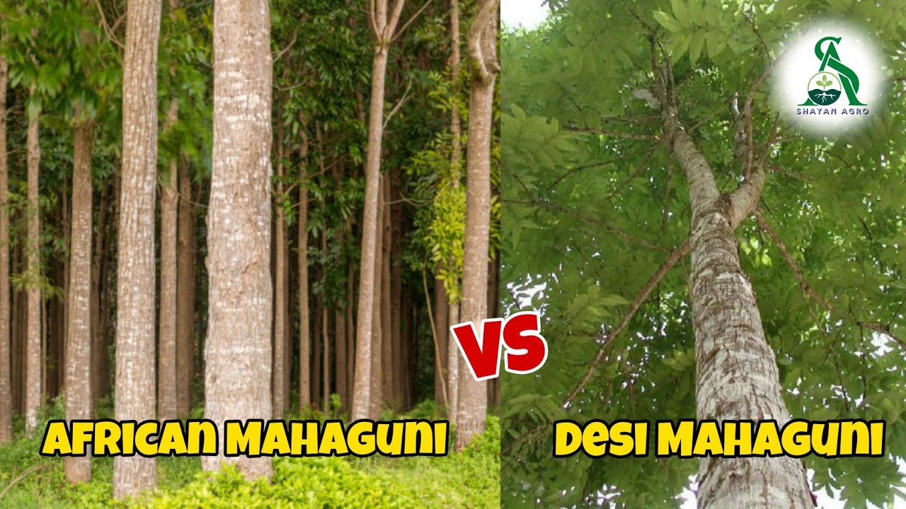 अफ्रीकी महोगनी Vs देसी महोगनी पेड़ Comparison | Asli Mahaguni Plant ko kaise pahchane