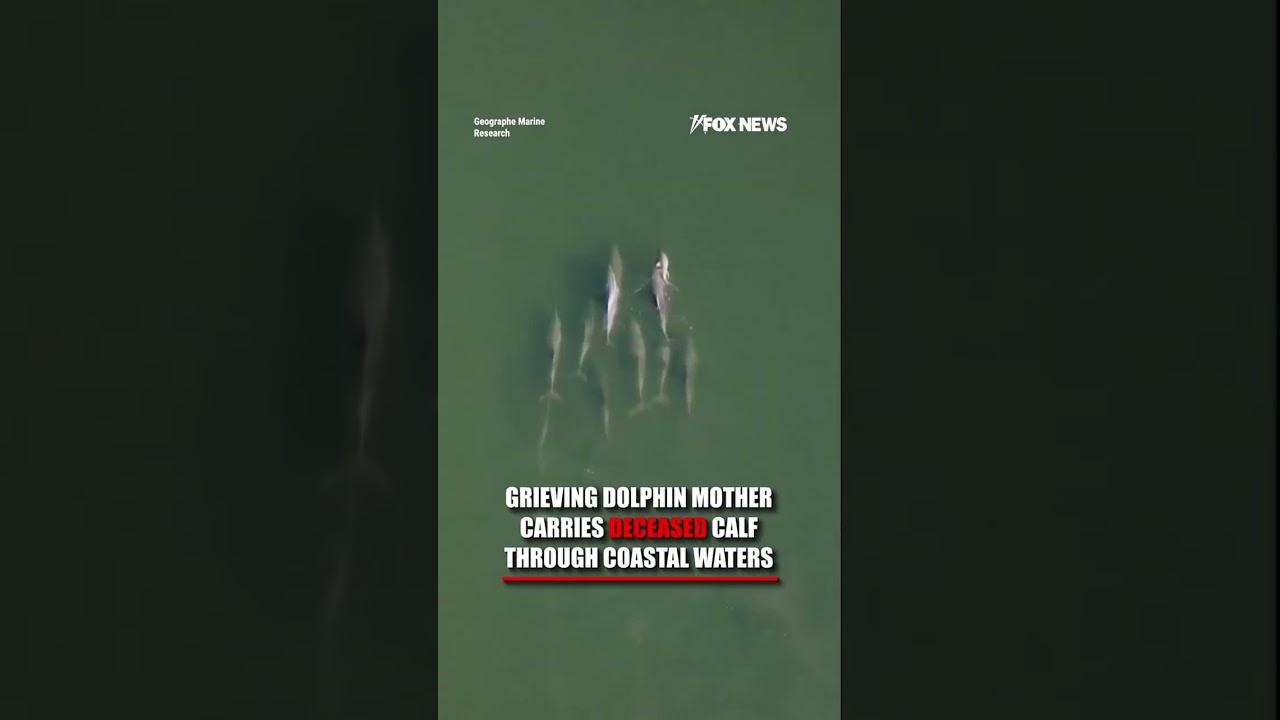 WATCH: Dolphin carries deceased calf through coastal waters #shorts #foxnews #us
