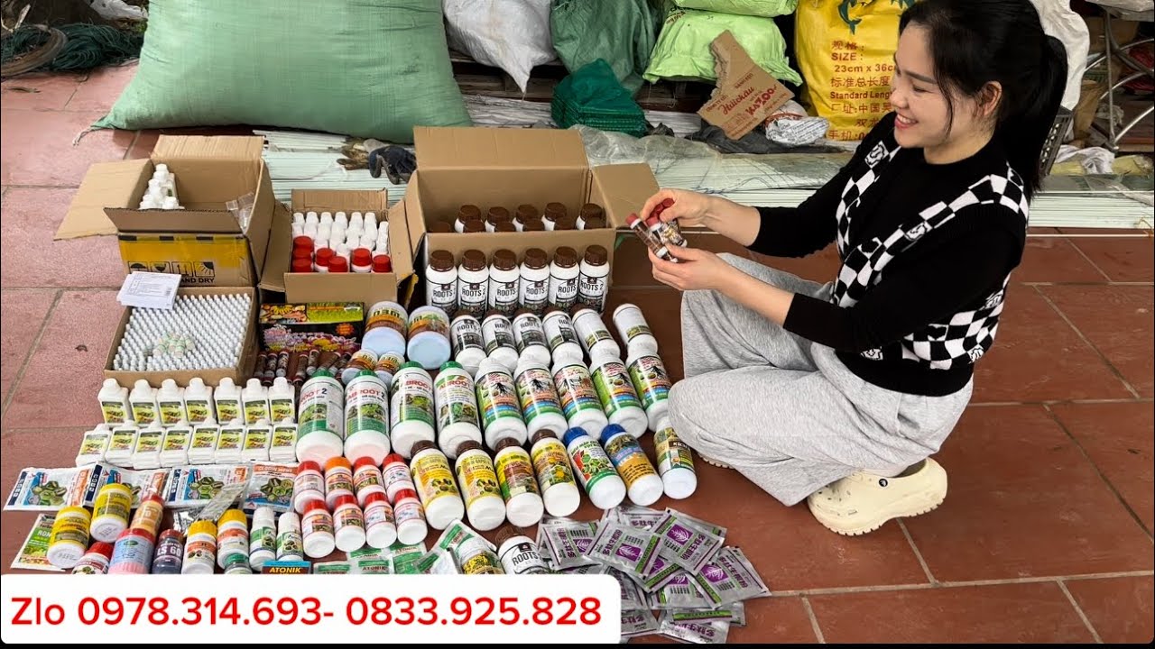 💥💥💥CHĂM HOA MAI SAU TẾT:SIÊU PHỤC HỒI,AB ROOT,ROOT 2,SIÊU LÂM KẼM MAGIE…lh 0978.314.693