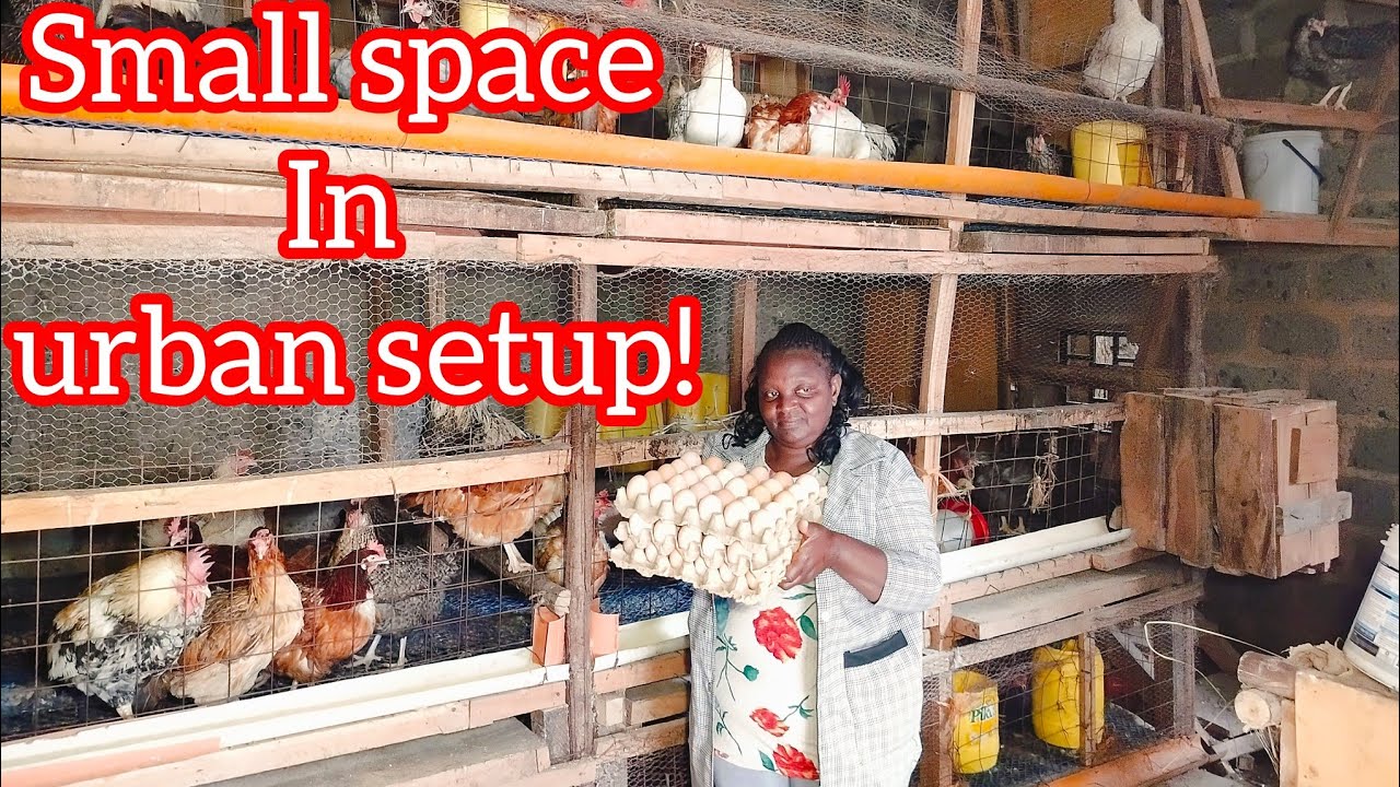 Urban setup how I maximise profit in small space/egg recipes #backyardchickens