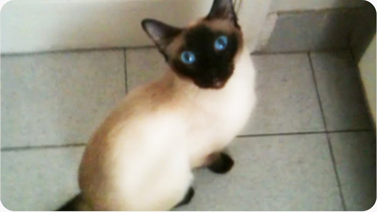 Amazing Cat | Siamese Opens Door [EXCLUSIVE]