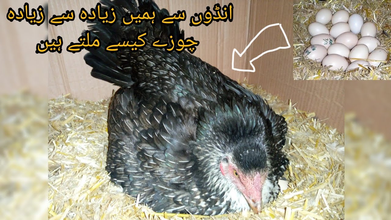 Kurak murgi ko ando py kysy bithay | How we get maximum chicks from eggs | Aseel hen sitting on eggs