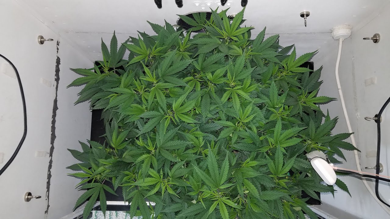 Organic Grow with Foxfarm Ocean Forest & Mars Hydro SP 150 - Pre-Flower Prep - Clones & Defoliation