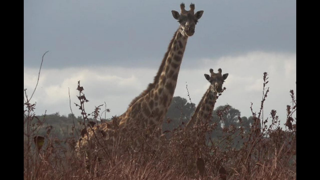Giraffes on the way to Olduvai Camp