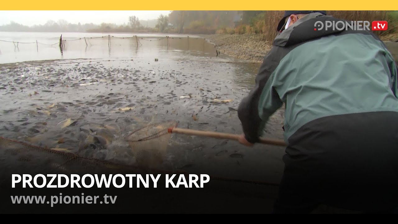 Czas nauki: Prozdrowotny karp