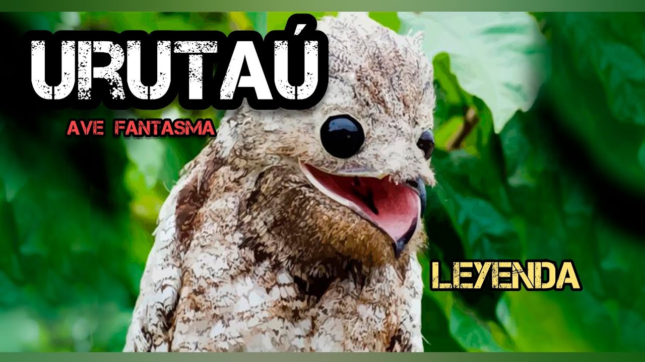 Urutaú: el pájaro FANTASMA [LEYENDA COMPLETA] #paraguay#viralvideo