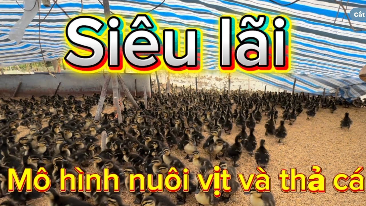 4 ngàn rưỡi ￼1 con ba ngày mà nó nhanh như 10 ngày VAC#ẩm thực Nhật Yên ￼