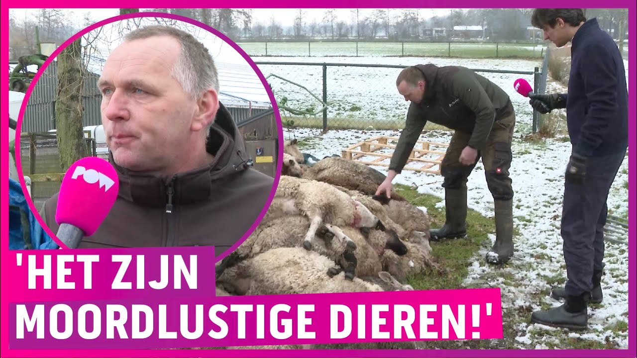 25 dode en 19 gewonde schapen door wolf: ‘Dit komt niet goed!'