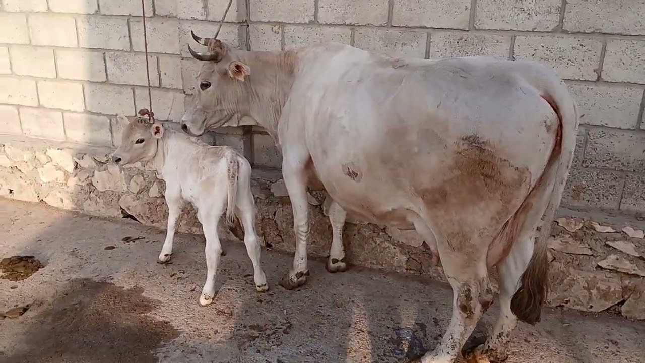 2 сар гови шведи +992939289999