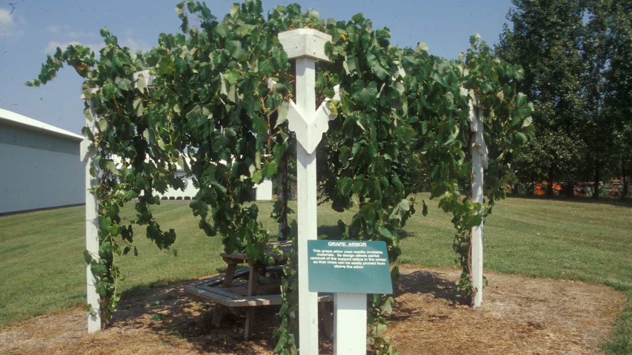 Vineyard Site Selection | Part 5 -  The Backyard Vineyard - Grape Video #46