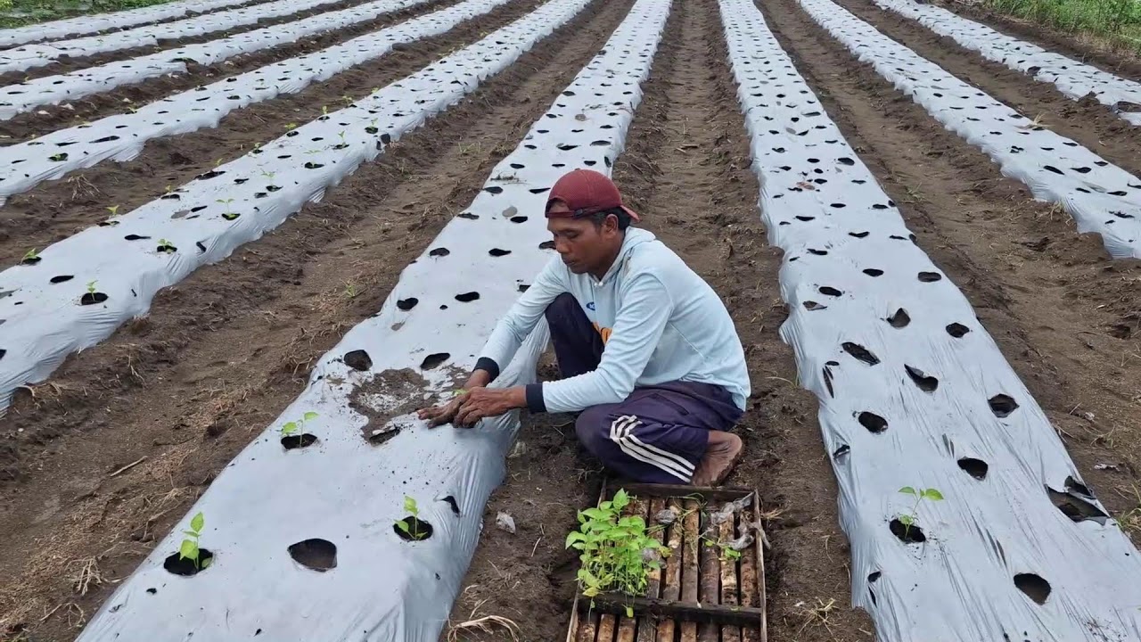 GENIUS METHOD TO PLANT CHILI SEEDLINGS QUICKLY AND SAFELY BY HAND - Agriculture Gardening