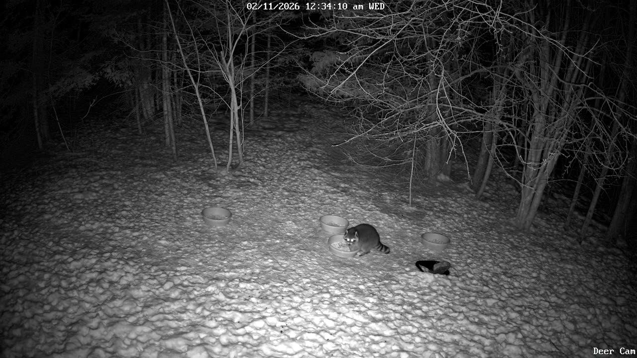 Racoon 2-11-2026 12:25 AM
