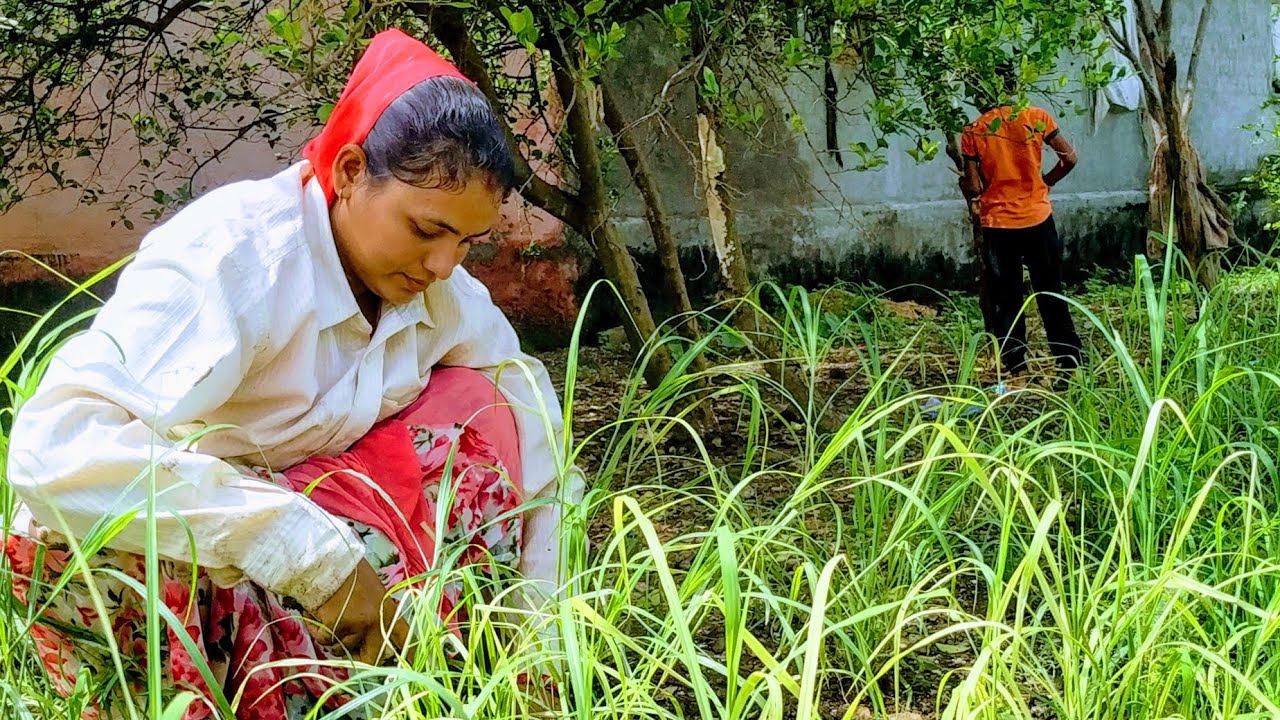 Grass cutting in farm || village life in gujarat