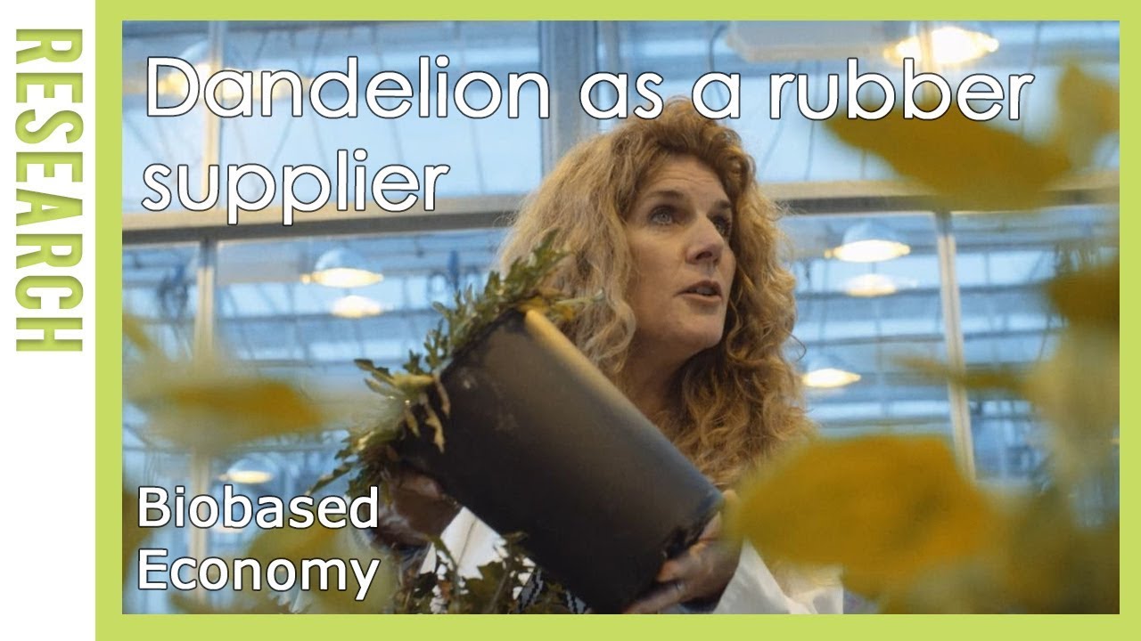 Biobased Economy: Paardenbloem als rubberleverancier | WUR