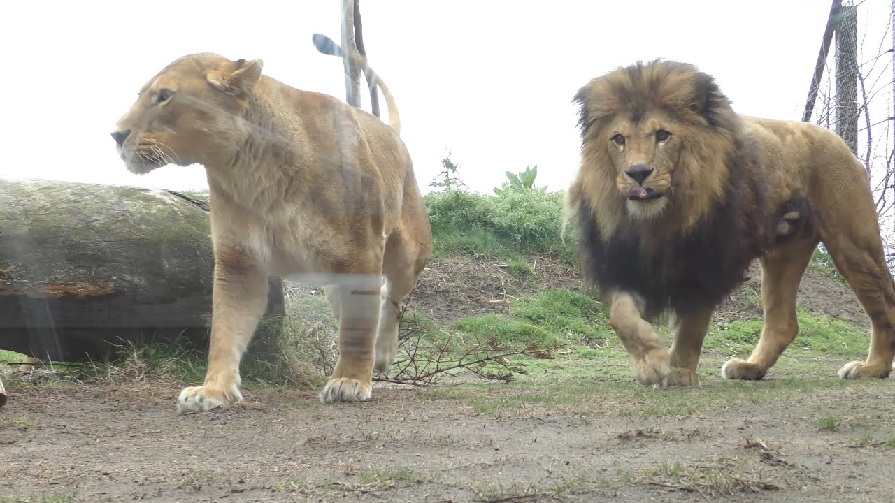 ライオン　つむぎちゃんとキュウゾウくん　どこまでもついていくよ　【茶臼山動物園】Lion Tsumugi-chan Kyuzo-kun Chausuyama Zoo