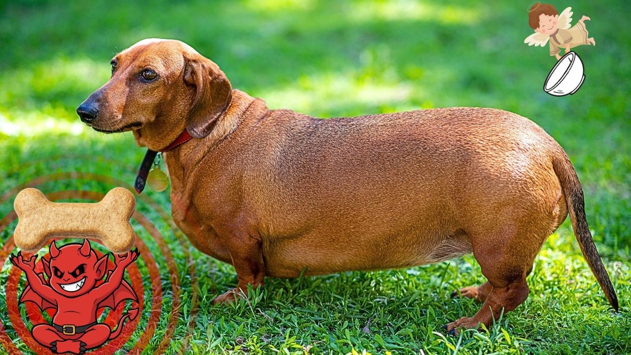 Como Emagrecer Seu Cachorro Usando Apenas Ração?