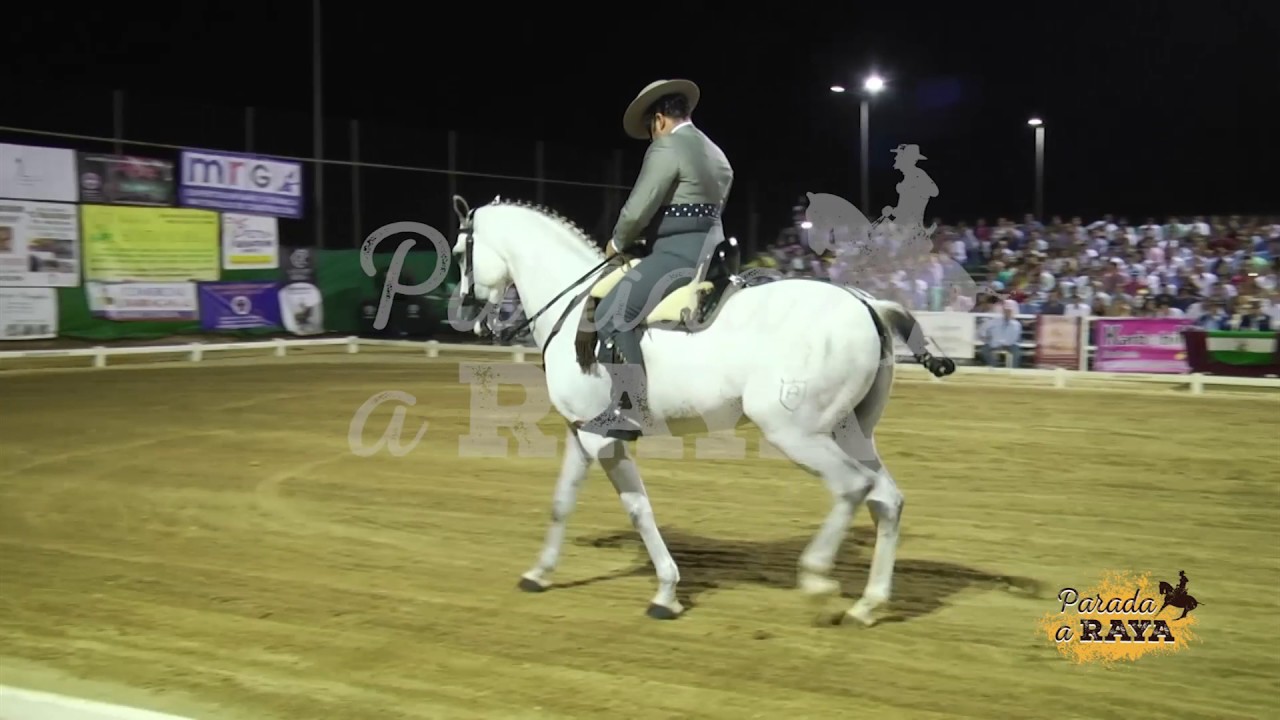 Rafael Arcos González con Lagartijo 75%. Campeón de Andalucía 2017